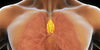 Importance of the Thymus