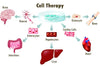 cell therapy stem cells